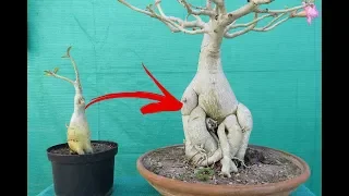 Adeniums Big Caudex in One Month / With Guarantee/ without fertilizers