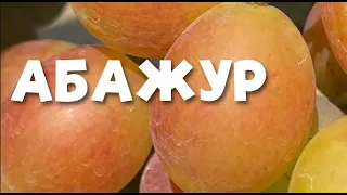 🍇 АБАЖУР. РАННІЙ ВИНОГРАД