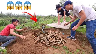 Close-Up Video | Expert Catch 100 Dragon Snakes With His Bare Hand