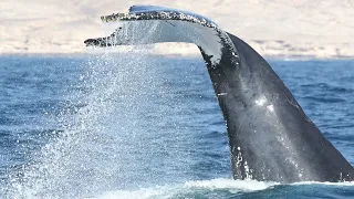 Conservación de la ballena Yubarta en Cabo Verde | Loro Parque Fundación