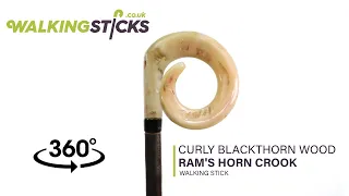 Curly Blackthorn Wood Ram's Horn Crook Walking Stick