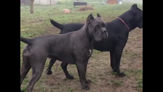 CANE CORSO Kennel Blissgrand