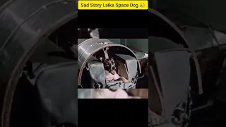 The Sad Story of Laika😥 (First Space dog) #bigthink #shorts