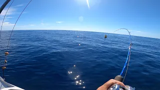 Compilation of stripey, Mac tuna and Mahi mahi fishing on the Gold Coast