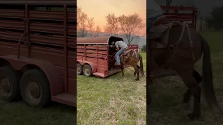 HOW DID HE DO THAT? #music #outdoors #mule #trailer #arkansas #horses #mountains #traditional #fire