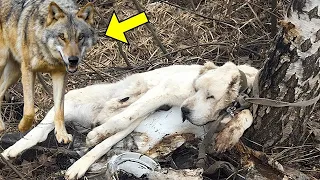 Er Setzte seinen Hund im Wald aus. Was der Wolf Tat, war Unglaublich.