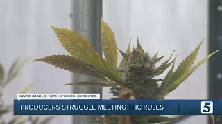 Hemp farmers forced to destroy crops over USDA rules