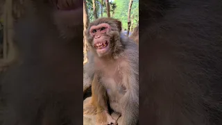 Monkey face Funny smile || Bandar Mama/Monkey #shorts #video