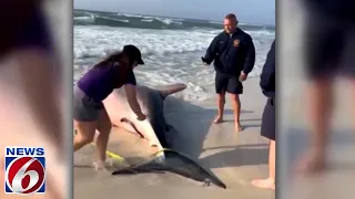 Pregnant great white shark washes ashore on Florida beach