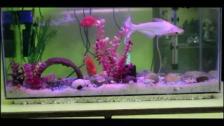 My Aquarium - Blood Parrot vs Tiger Oscar vs Shark fish.