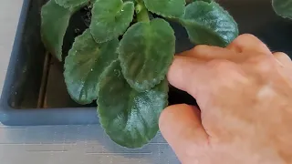 A COMMON AFRICAN VIOLET GROWER PROBLEM and a Simple Solution!!!