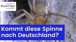 Extrem giftige Spinne könnte nach Deutschland kommen!