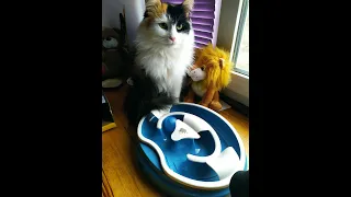 Игрушка Трек для котов и кошек AnimAll // Обзор на интерактивную игрушку для котов