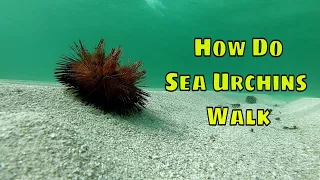 How Do Sea Urchins Walk