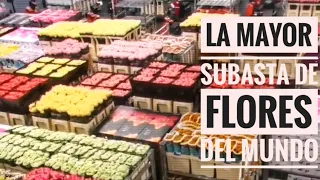 La MAYOR SUBASTA de FLORES del MUNDO  Abril 2022 #352