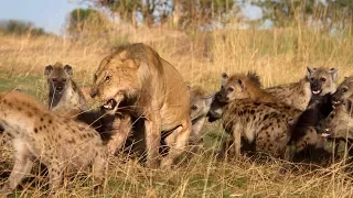 Documentary Wild -  Hyena vs Lion - Nat geo wild