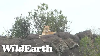 WildEarth - Sunrise  Safari - 15 Aug 2022