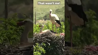 Call of the white stork. #nature #morocco #storknest #birds #birdsounds #rooster #awkward