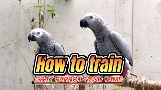 How to Train Gray Parrot | Hand Tame Training | Make Them Comfort