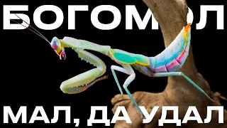 МОЛЯЩИЙСЯ ПРОРОК | Содержание богомола дома 🍃 Интересный ли это питомец?