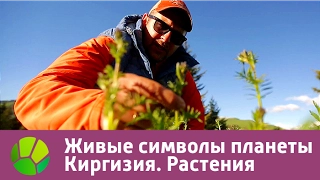 Живые символы планеты. Киргизия. Растения | Живая Планета