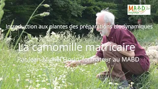 Introduction aux plantes des préparations biodynamiques : la camomille – MABD