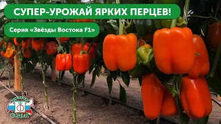 Сладкие перцы с высокой урожайностью // Серия «Звезда Востока»