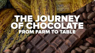 From Farm To Table: The Journey of Chocolate