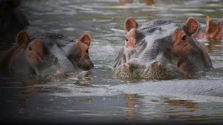 Hippo Supremacy - 2023 - PBS Documentary - Trailer (clip)