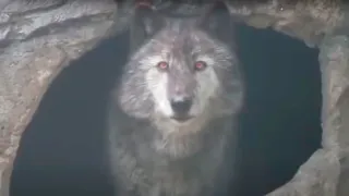 15 Wolves You Won’t BELIEVE Actually Exist!