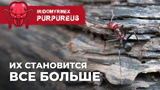 ЗАСЕЛЕНИЕ МЯСНЫХ МУРАВЬЕВ В БОЛЬШОЙ ДОМ | Meat ant | Iridomyrmex purpureus