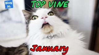 Top Vine of January | Топ вайны за Январь 2015 | Best VINE