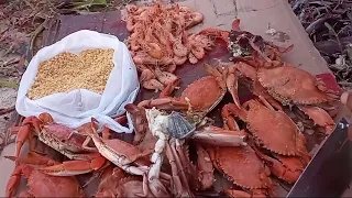 CAPTURA E PREPARO DE SIRI NA BEIRA DO IGARAPÉ.