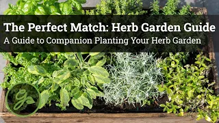 The Perfect Match: Herb Garden Guide - A Guide to Companion Planting Your Herb Garden