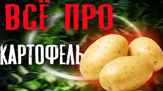10 интересных фактов о картофеле