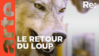 Le loup, un animal qui dérange ? | ARTE Regards