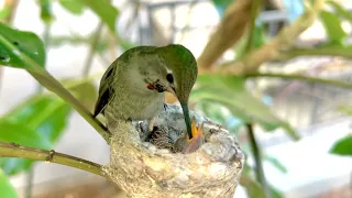 Anna’s Hummingbird Christina Feeding Her 10 Days Old Baby Chick Solo