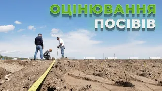 Випуск №6. Оцінювання посіву на Digital Field