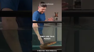 Why You Should Never Touch An Electric Eel