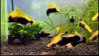 Yellow Tuxedo Cauliflower Swordtails