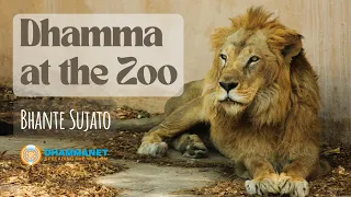Dhamma at the Zoo with Bhante Sujato (Part I)