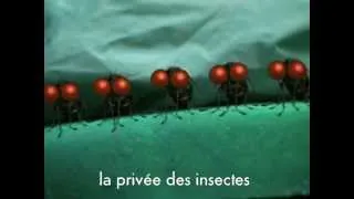 Teaser du jeu "minsucule - la vie privée des insectes" sur iPad, iPhone et iPod Touch