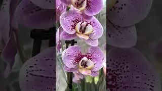 Леруа Мерлен Липецк орхидеи 06.03.2023