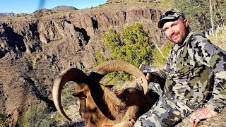 Hunting Ibex and Audad