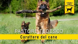 Pastore Tedesco - Carattere del cane e anticipazione dell'addestramento