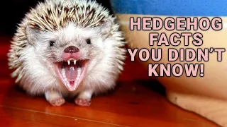 13 Things You Need To Know Before Buying A Hedgehog
