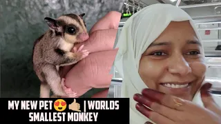 MY NEW PET😍🤙🏼 | Worlds Smallest MONKEY #newpet #newfamilymember #sugarglider #newpets #viral