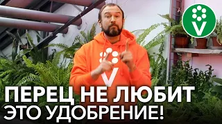 ХУДШЕЕ УДОБРЕНИЕ ДЛЯ ПЕРЦА! Не подкармливайте рассаду перца этим популярным фосфорным удобрением