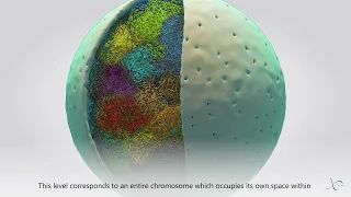 The 3D Organization of Our Genome