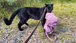 Panther on the beach 😅/ meet sunbathers 🙈